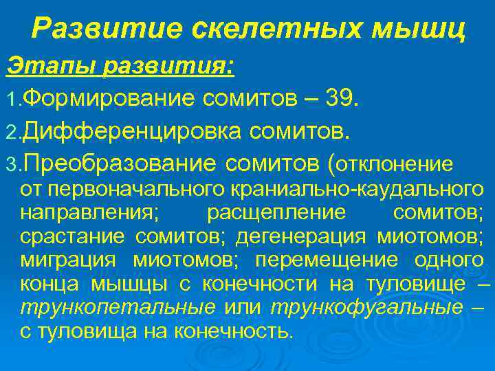 Развитие скелетных мышц Этапы развития: 1. Формирование сомитов – 39. 2. Дифференцировка сомитов. 3.