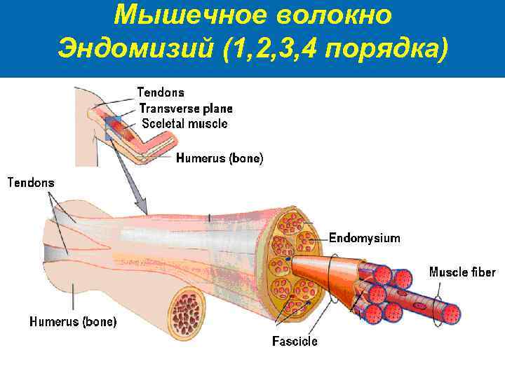 Мышечное волокно Эндомизий (1, 2, 3, 4 порядка) 