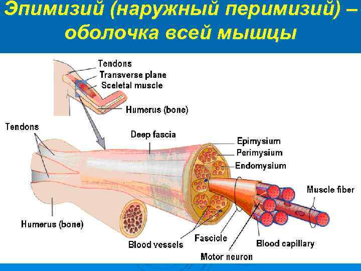 Эпимизий (наружный перимизий) – оболочка всей мышцы 