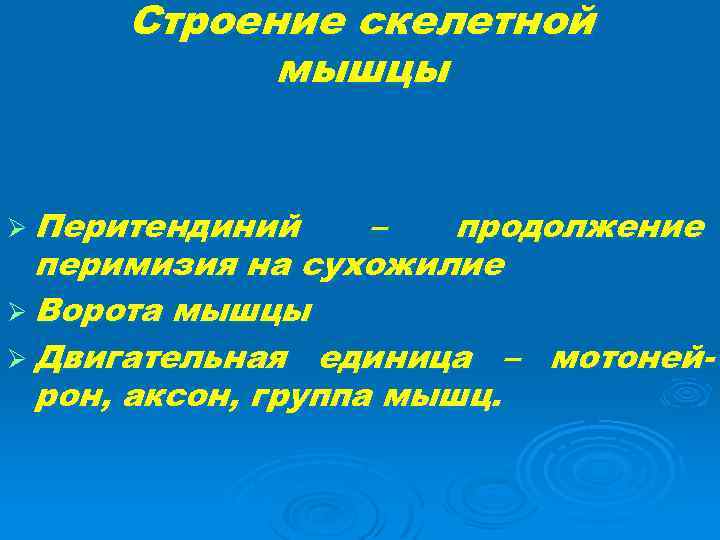 Строение скелетной мышцы Ø Перитендиний – продолжение перимизия на сухожилие Ø Ворота мышцы Ø