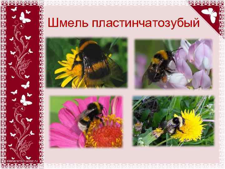 Шмель пластинчатозубый 