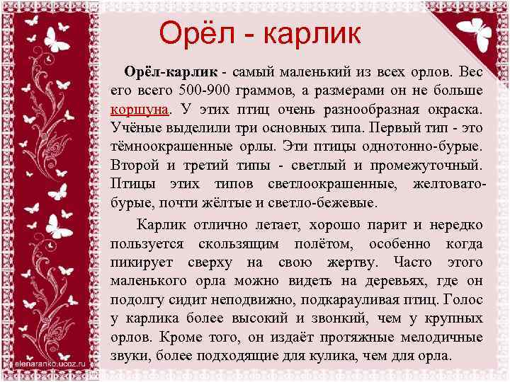 Орёл - карлик Орёл-карлик - самый маленький из всех орлов. Вес его всего 500
