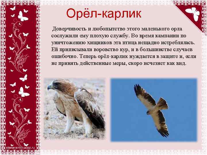 Орёл-карлик Доверчивость и любопытство этого маленького орла сослужили ему плохую службу. Во время кампании