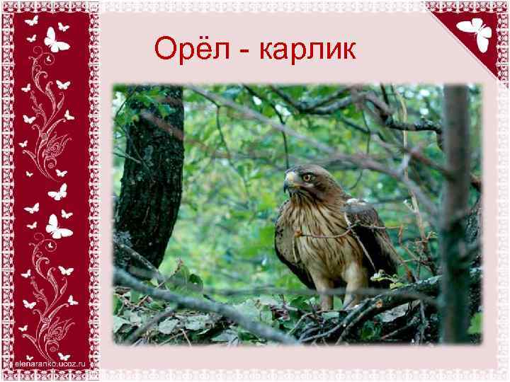 Орёл - карлик 