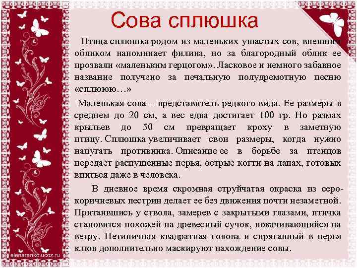 Сова сплюшка Птица сплюшка родом из маленьких ушастых сов, внешним обликом напоминает филина, но