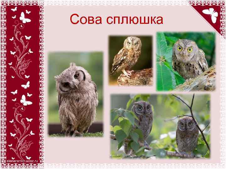 Сова сплюшка 