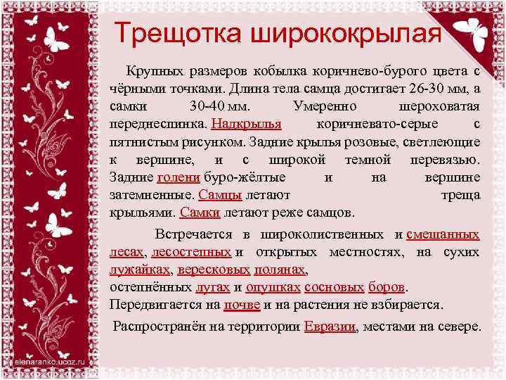 Трещотка ширококрылая Крупных размеров кобылка коричнево-бурого цвета с чёрными точками. Длина тела самца достигает