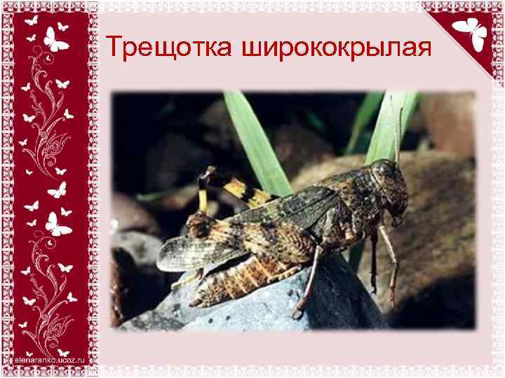 Трещотка ширококрылая 