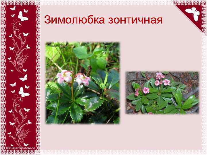 Зимолюбка зонтичная 