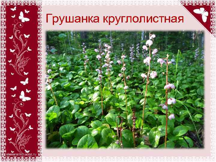 Грушанка круглолистная 