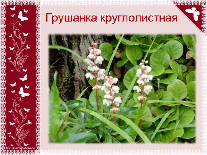 Грушанка круглолистная 