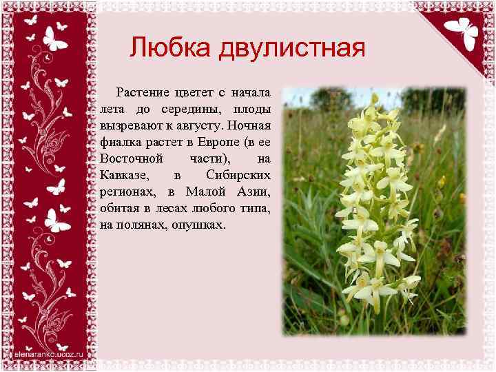 Любка двулистная Растение цветет с начала лета до середины, плоды вызревают к августу. Ночная