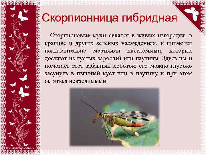 Скорпионница гибридная Скорпионовые мухи селятся в живых изгородях, в крапиве и других зеленых насаждениях,