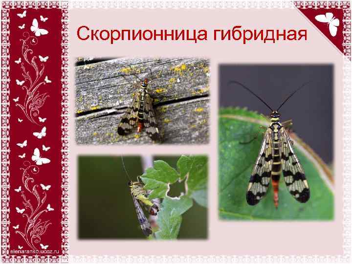 Скорпионница гибридная 