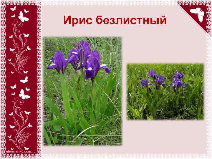 Ирис безлистный 