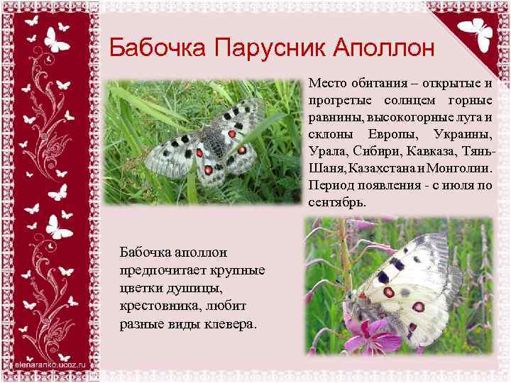 Бабочка Парусник Аполлон Место обитания – открытые и прогретые солнцем горные равнины, высокогорные луга