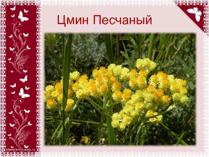 Цмин Песчаный 