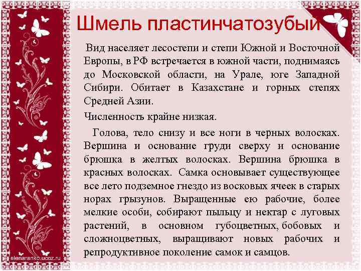 Шмель пластинчатозубый Вид населяет лесостепи и степи Южной и Восточной Европы, в РФ встречается