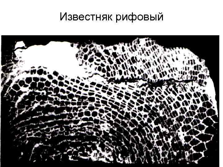 Известняк рифовый 37 