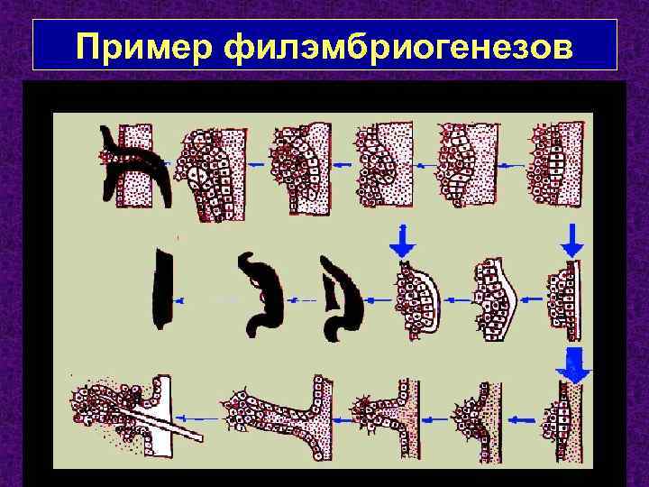 Пример филэмбриогенезов 