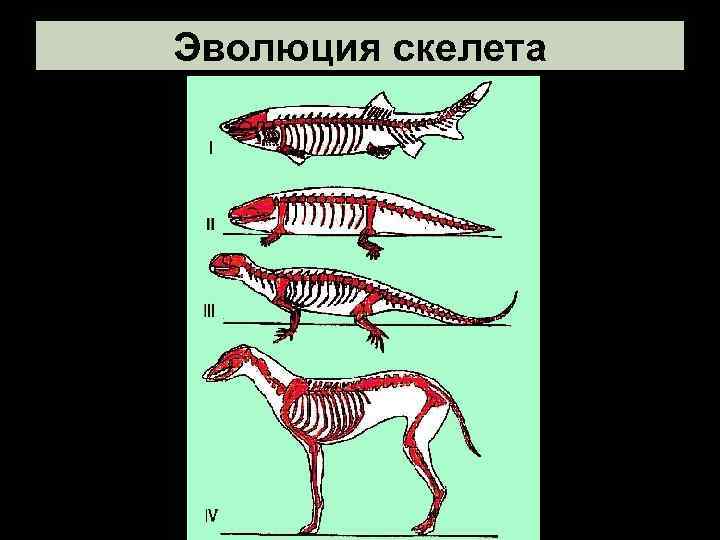 Если в процессе эволюции у животного сформировался скелет изображенный на рисунке то для этого
