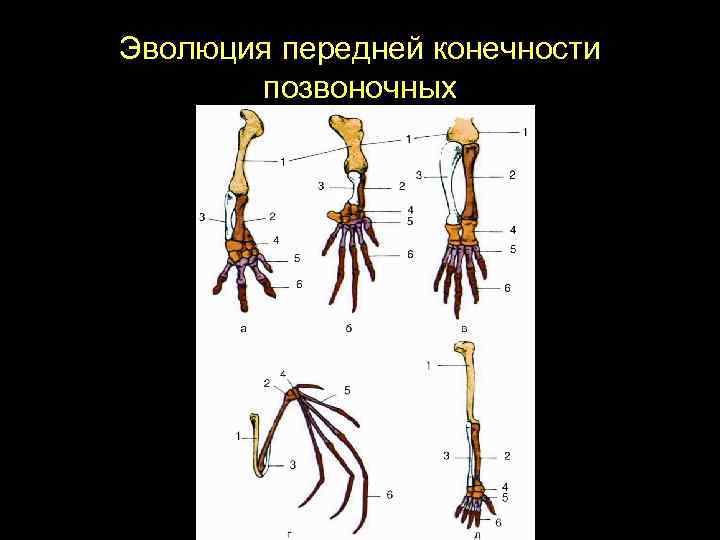 Особенности строения передних конечностей