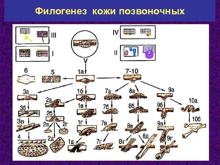 Филогенез кожи позвоночных 