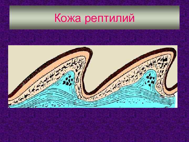 Покров кожи пресмыкающихся. Пресмыкающиеся кожа строение. Слои кожи рептилий. Слой кожи пресмыкающихся. Функции кожи рептилий.