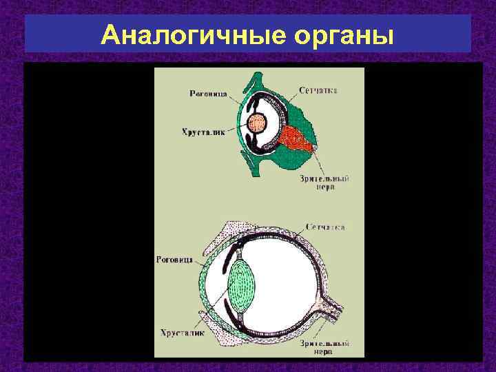 Выбери аналогичные органы