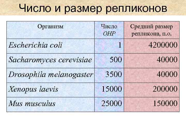 Число и размер репликонов Организм Escherichia coli Число ОНР Средний размер репликона, п. о.
