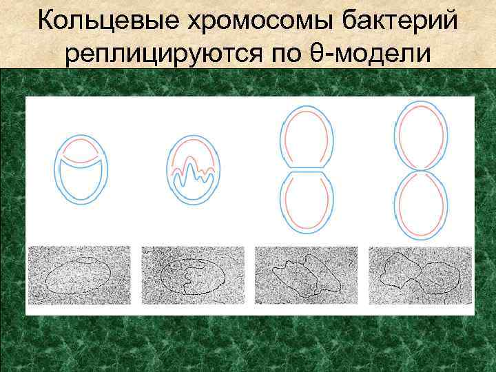 Кольцевые хромосомы бактерий реплицируются по θ-модели 