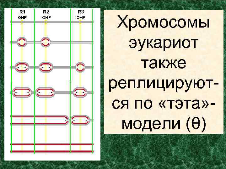 Хромосомы эукариот также реплицируются по «тэта» модели (θ) 