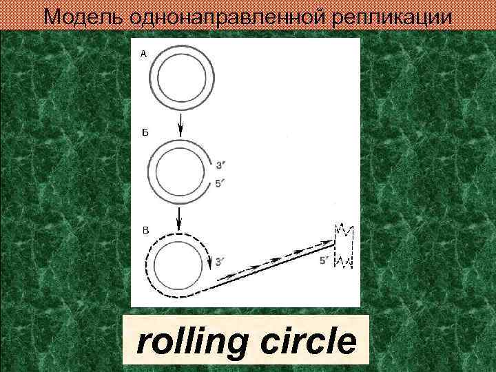 Модель однонаправленной репликации rolling circle 