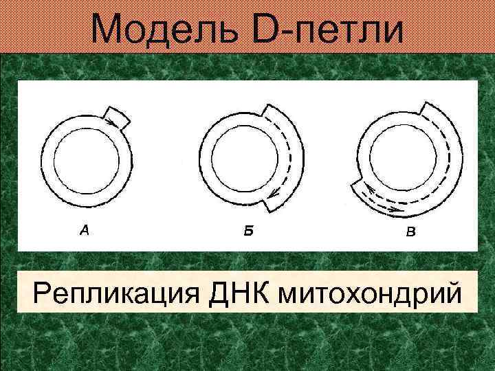 Модель D-петли Репликация ДНК митохондрий 