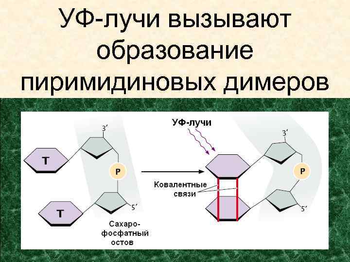 УФ-лучи вызывают образование пиримидиновых димеров 