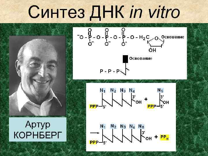 Синтез ДНК in vitro Артур КОРНБЕРГ 