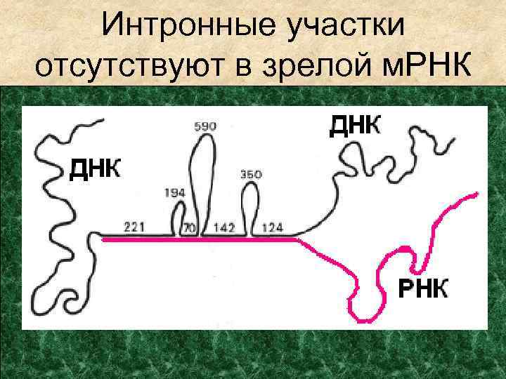 Интронные участки отсутствуют в зрелой м. РНК 