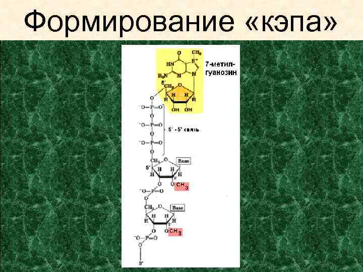 Формирование «кэпа» 