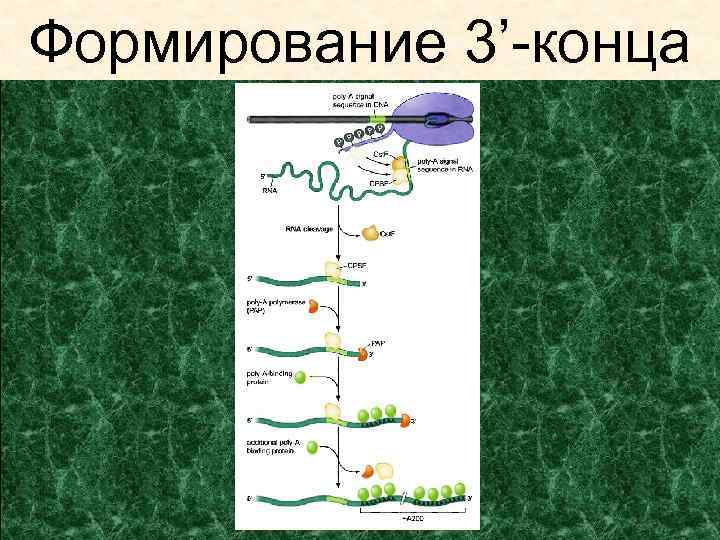 Формирование 3’-конца 