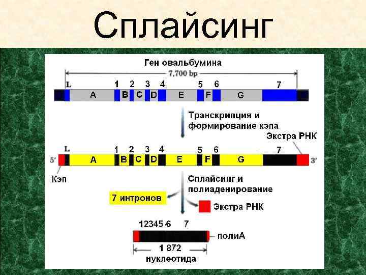 Гены кодирующие рнк. Биосинтез белка сплайсинг. Сплайсинг РНК. Сплайсинг Гена. Сплайсинг это процесс.