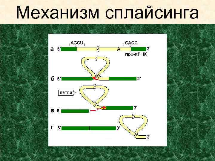 Механизм сплайсинга 