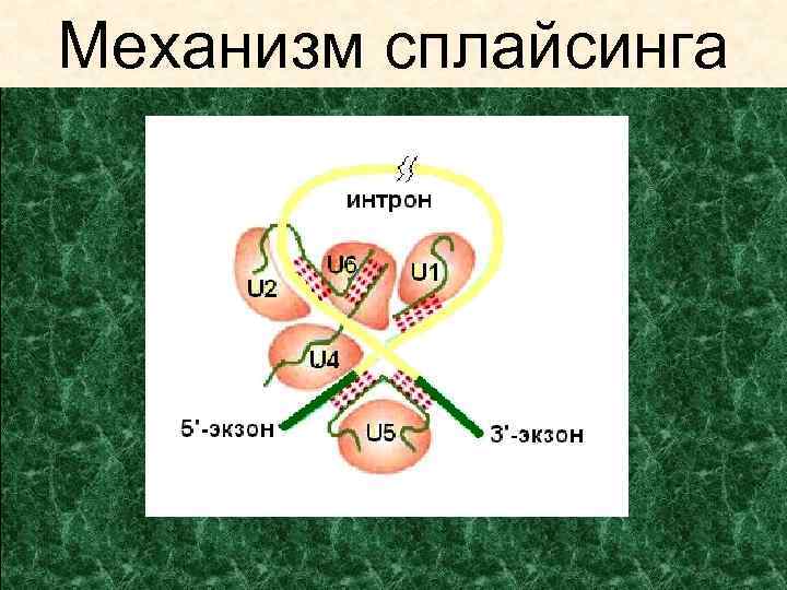 Механизм сплайсинга 