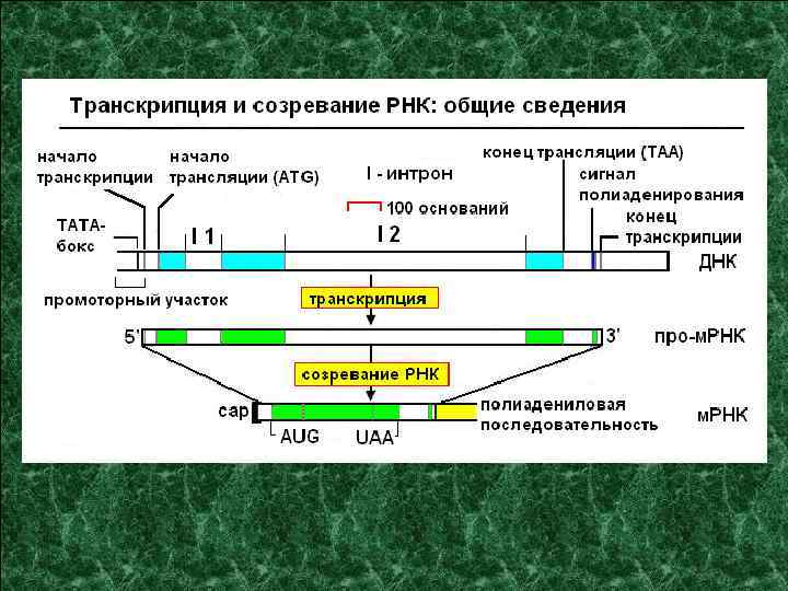 Процессинг у эукариот