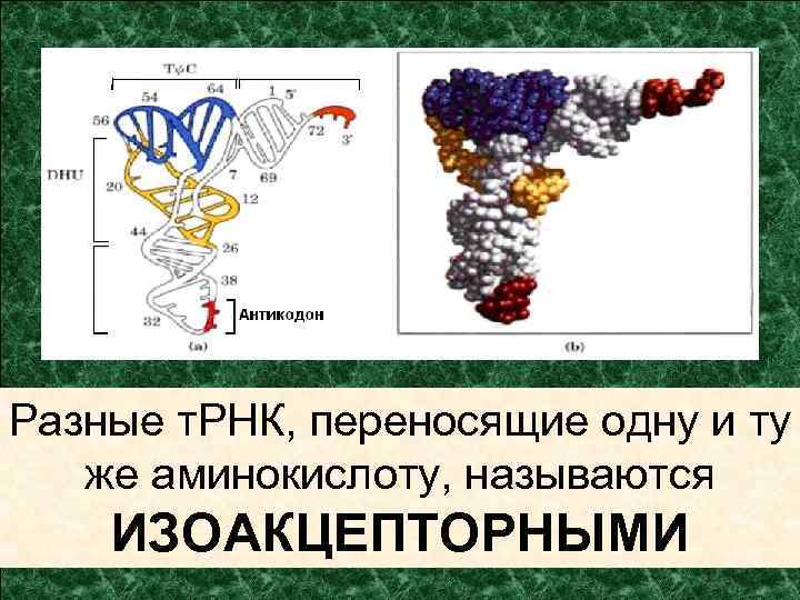 Разные т. РНК, переносящие одну и ту же аминокислоту, называются ИЗОАКЦЕПТОРНЫМИ 