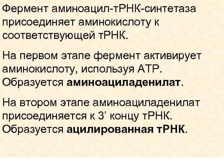 Фермент аминоацил-т. РНК-синтетаза присоединяет аминокислоту к соответствующей т. РНК. На первом этапе фермент активирует