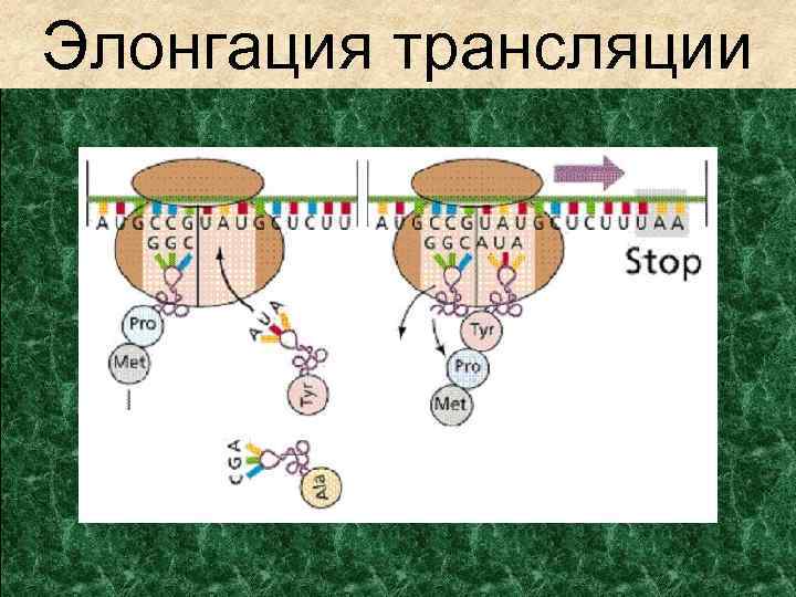 Элонгация трансляции 