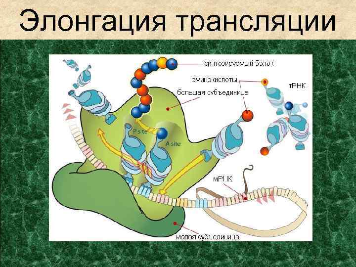Элонгация трансляции 