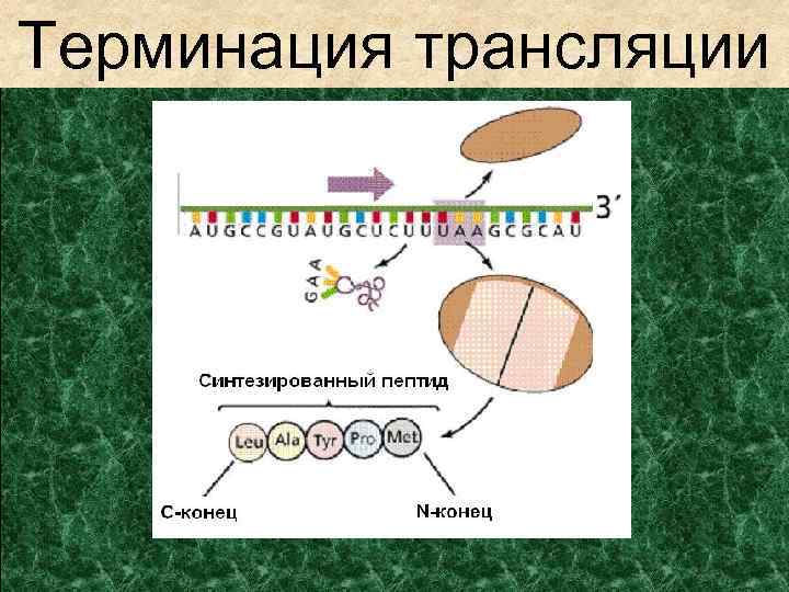 Терминация у эукариот. Последовательность этапов терминации трансляции. Терминация синтеза белка. Терминация трансляции это в биологии. Терминация трансляции схема.