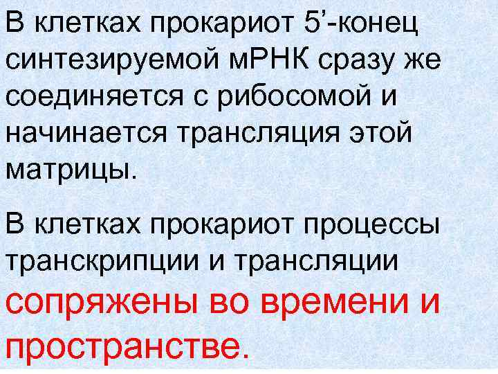 В клетках прокариот 5’-конец синтезируемой м. РНК сразу же соединяется с рибосомой и начинается
