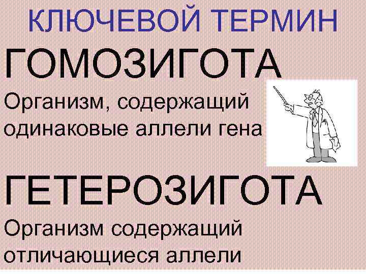 КЛЮЧЕВОЙ ТЕРМИН ГОМОЗИГОТА Организм, содержащий одинаковые аллели гена ГЕТЕРОЗИГОТА Организм содержащий отличающиеся аллели 